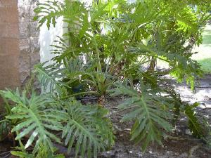 Fiddle Leaf Philodendron Is Poisonous To Pets | Poisonous Plant For Pets